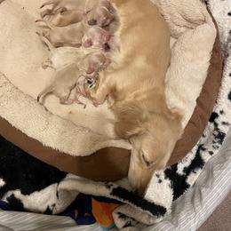 Dachshund Puppies from Forever home dachshunds