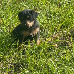 Boy 5 - Black male Jagdterrier puppy in Monroe, Oregon from Oregon Jagdterrier