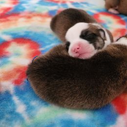 Pembroke Welsh Corgi Puppies from Corgis of Avalon