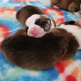 Pembroke Welsh Corgi Puppies from Corgis of Avalon