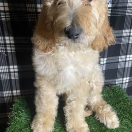 Goldendoodle and Poodle Puppies from Doodles by Design