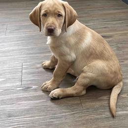 Labrador Retriever Puppies from Branley's Riverside Labradors