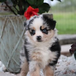 Beauty - Blue merle female Miniature Australian Shepherd puppy in Goliad, Texas from Sassy Lil Aussies and Diamond W Poodles