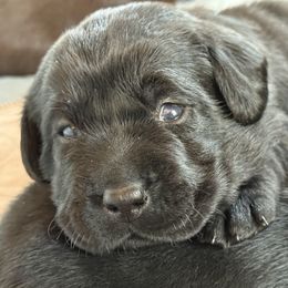 Labrador Retriever Puppies from Hillstone Labradors