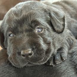 Labrador Retriever Puppies from Hillstone Labradors