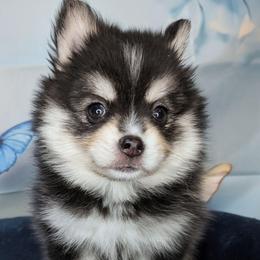 Flash - 2000 - Black and white male Pomsky puppy in Spring Hill, Florida from www.PuppyTimeEmporium.com