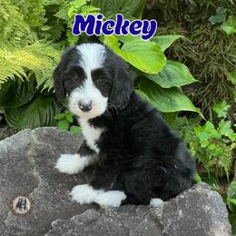 Mickey - Black and white male Bernedoodle puppy in Banner Elk, North Carolina from Walnut Tree Bernedoodles