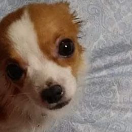 Chihuahuas, Companion Crosses, and Shih Tzus from Dilka's Puppies
