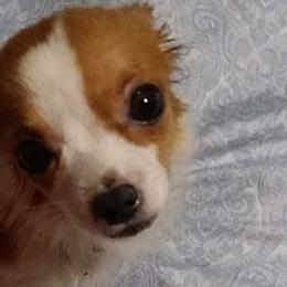 Chihuahuas, Companion Crosses, and Shih Tzus from Dilka's Puppies