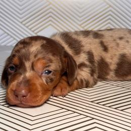 Daisy- Dapple girl - Dapple female Dachshund puppy in North Auburn, California from Northern Doxie