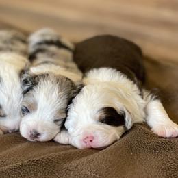 Aussiedoodles, Bernedoodles, and Goldendoodles from Gunstock Doodles