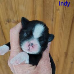 Independence - Indy - Black and white male Shih Tzu puppy in Palmyra, New York from Karen's Tzus of Palmyra-Macedon