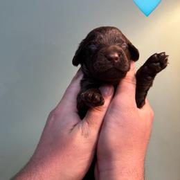 Teal - Liver male Boykin Spaniel puppy in Northport, Alabama from Blue Creek Boykins