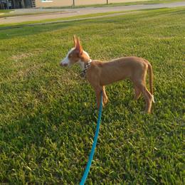 Ibizan Hound Puppies from AirO'Doe Ibizans