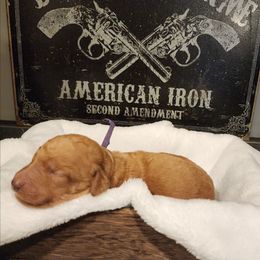 Beretta - Red  female Goldendoodle puppy in Tazewell, Tennessee from Legacy Bostons and Goldendoodles