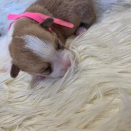 Pink female - White and red female Pembroke Welsh Corgi puppy in Wayne City, Illinois from Lash Livestock & Corgis