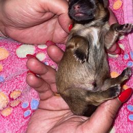 Maltese, Pomeranian, Shih Tzu, and Yorkshire Terrier Puppies from Gibbs Gorgeous Paws LLC