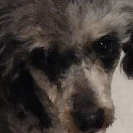 Cavalier King Charles Spaniels, Cavapoos, and Poodles from Marta's Cavaliers