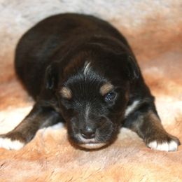 Koda - Black tri male Miniature Australian Shepherd puppy in Ionia, Iowa from Sapphire Stables