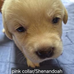 Shenandoah pink collar. - Yellow female Labrador Retriever puppy in Greenwich, Ohio from Pure Gem Kennel