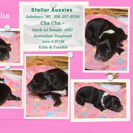 Cha cha - Black tri-color female Australian Shepherd puppy in Asheboro, North Carolina from Stellar Aussies