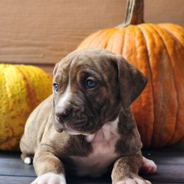 Seasmoke - White and brindle male American Bulldog puppy in Colorado Springs, Colorado from Calamity K9s