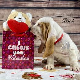 Pooh - Red and white male Basset Hound puppy in Dingess, West Virginia from Tuckers' Howling Hounds
