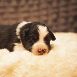 German Shepherd and Miniature American Shepherd Puppies from Sonnenhügel Shepherds