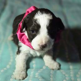 Girl 1 - Brown female Corgipoo puppy in Junction, Utah from Sugar Doodles