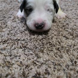 Boy 4 - White and badger male Great Pyrenees puppy in Ruthven, Iowa from Whispering Heights Ranch