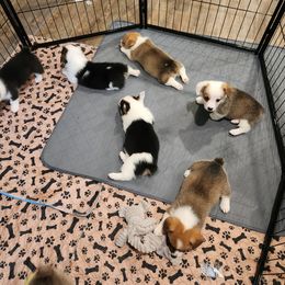 Pembroke Welsh Corgi Puppies from Lindsey's Lovely Little Corgis