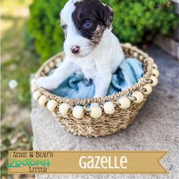Gazelle - Merle female Goldendoodle puppy in Soddy Daisy, Tennessee from The W Doods