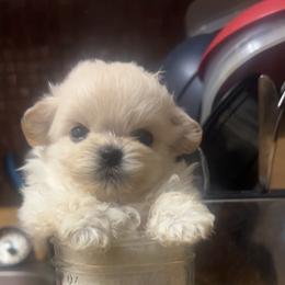 Kanto - White male Maltipoo puppy in Long Island, New York from Minipaws kennel