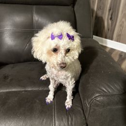 Sassy - Poodle