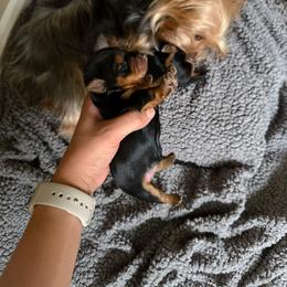 Yorkshire Terrier Puppies from Deserae's Yorkies