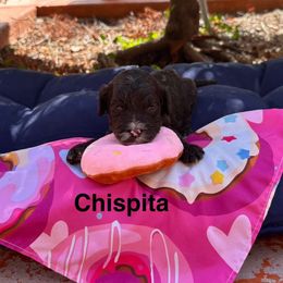 Chispita - Chocolate female Australian Labradoodle puppy in Alamo, Texas from QuiSal Labradoodles