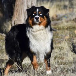 Buff - Australian Shepherd