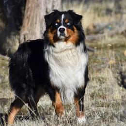 Buff - Australian Shepherd