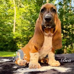 Beau - Mahogany and white female Basset Hound puppy in Dingess, West Virginia from Tuckers' Howling Hounds