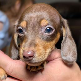Hero - Dapple male Dachshund puppy in Waddell, Arizona from The Bearded Companions
