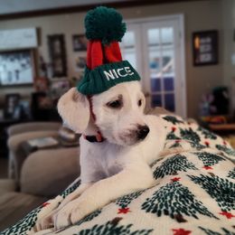Winifred- Orange Collar - Cream female Assorted Doodle Crosses puppy in Norfolk, Virginia from Móraí’s Doodles