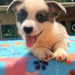 Brazeal - Brindle and white male Cardigan Welsh Corgi puppy in Bland, Missouri from Shadey Lane Corgis