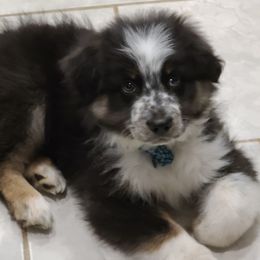 Australian Shepherd Puppies from Whitfarm Aussies