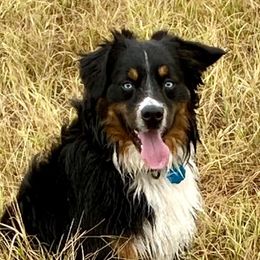 Rip - Miniature Australian Shepherd
