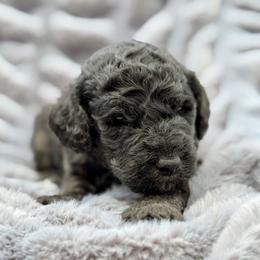 Porter - Phantom male Goldendoodle puppy in Rainier, Oregon from Beaver Springs Puppies