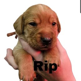 Rip - Yellow male Labrador Retriever puppy in Sidney, Nebraska from Nebraska Strong Labradors