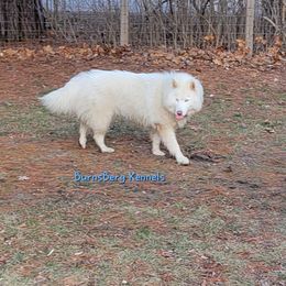 KyKy - Siberian Husky