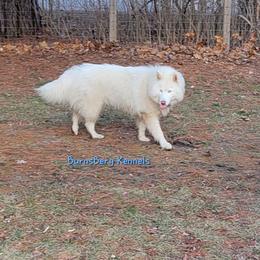 KyKy - Siberian Husky