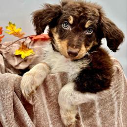 Bessie - Red phantom female Aussiedoodle puppy in Austin, Texas from Doodles of Central Texas