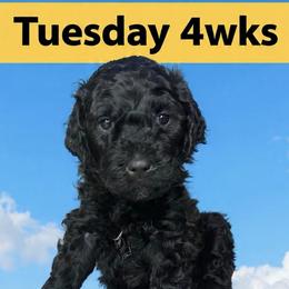 Raisinet - Brown female Barbet puppy in New Bedford, Massachusetts from Barbie's Barbets